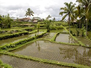 Rice Field on Sideman Road Bali  